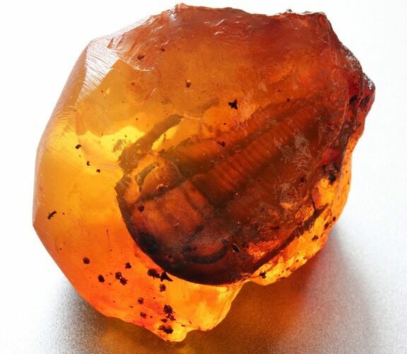 Extremely Rare Trilobite Preserved in Amber (April Fools) #10687